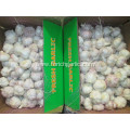 2021 Normal White Garlic Fresh Hot Sale